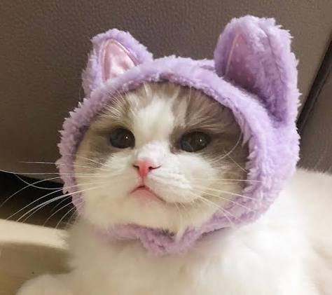 Aesthetic Cat PFP