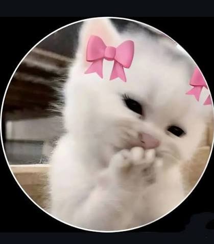 Aesthetic Cat PFP