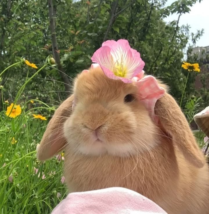 Aesthetic Bunny PFP Ideas