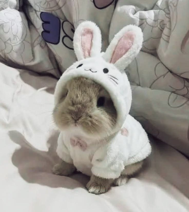 Baby Bunny PFP Ideas