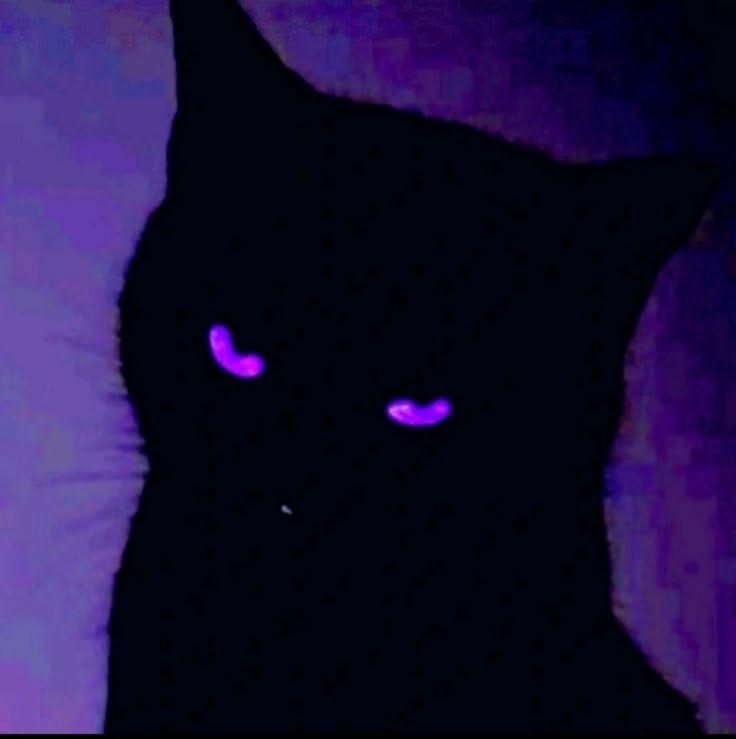 Black Cat PFP