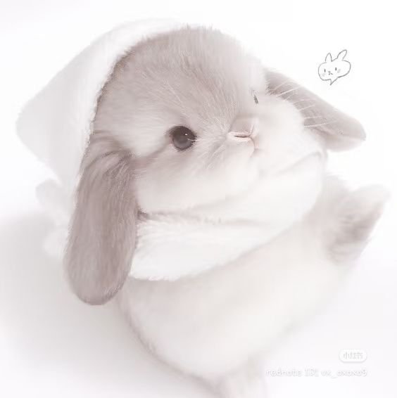 Fluffy Bunny PFP Ideas