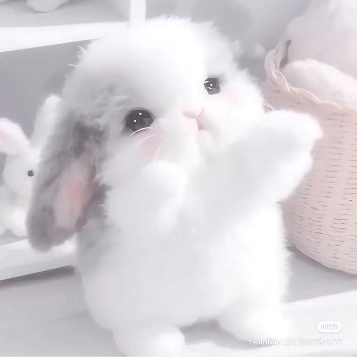 Fluffy Bunny PFP Ideas