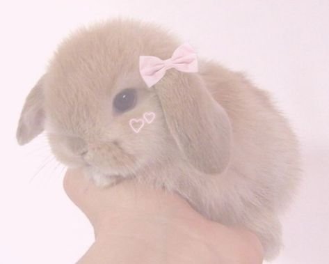 Fluffy Bunny PFP Ideas