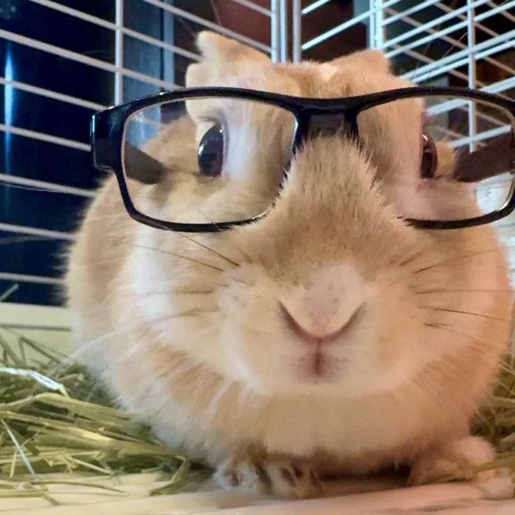 Funny Bunny PFP Ideas