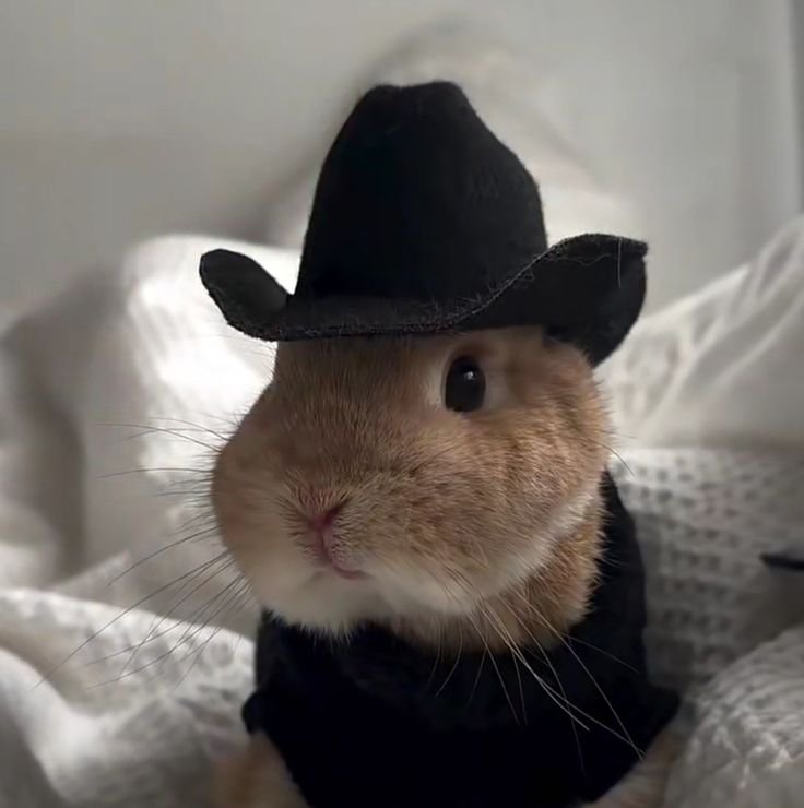 Funny Bunny PFP Ideas