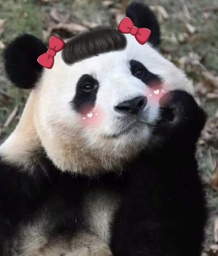 panda PFP