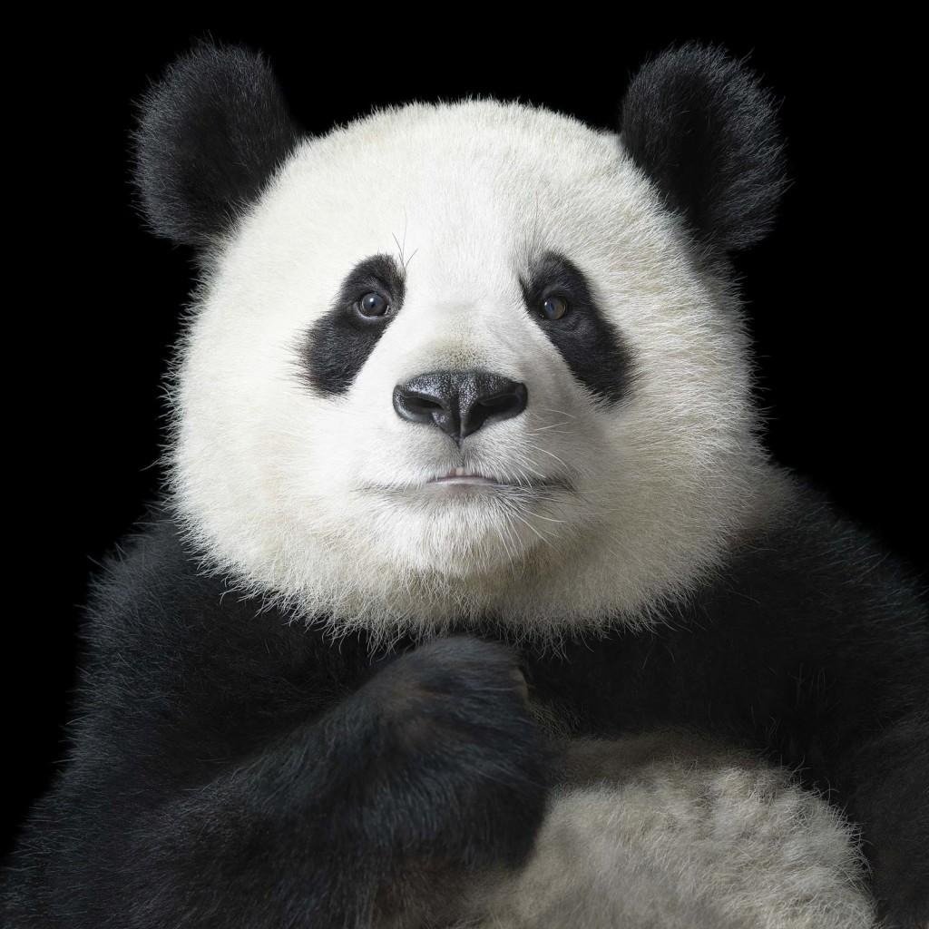 panda PFP