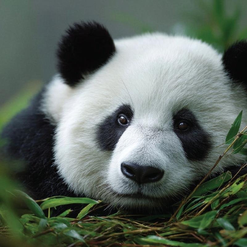panda PFP