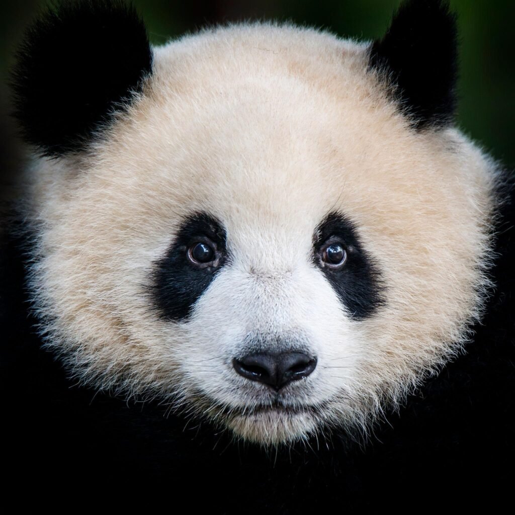 panda PFP