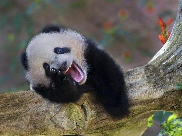 Funny panda cartoon avatar