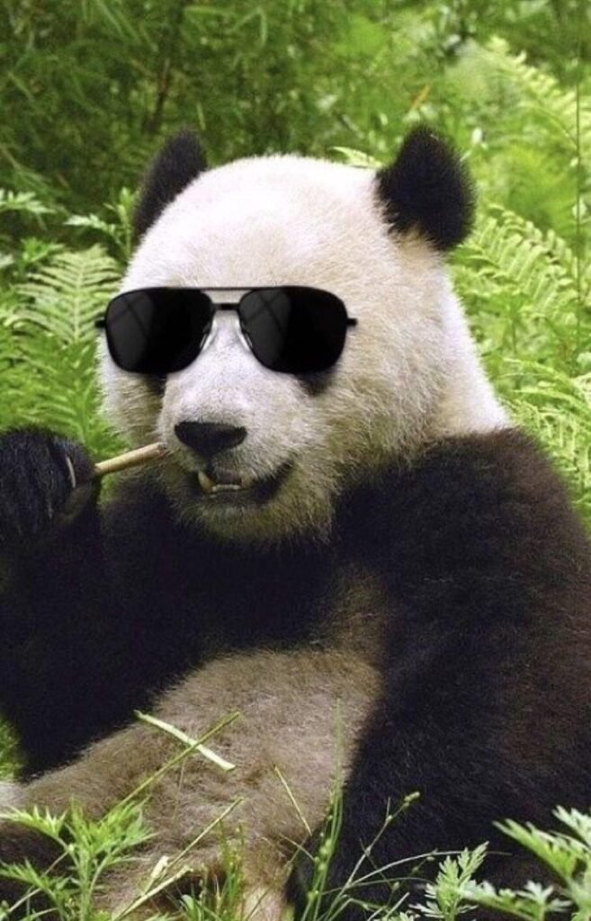 Funny panda cartoon avatar