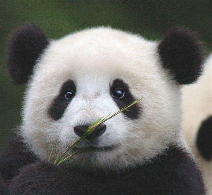 Baby panda profile picture