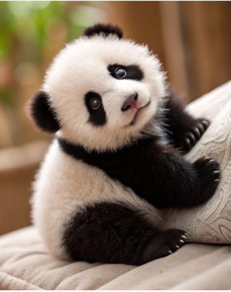 Baby panda profile picture