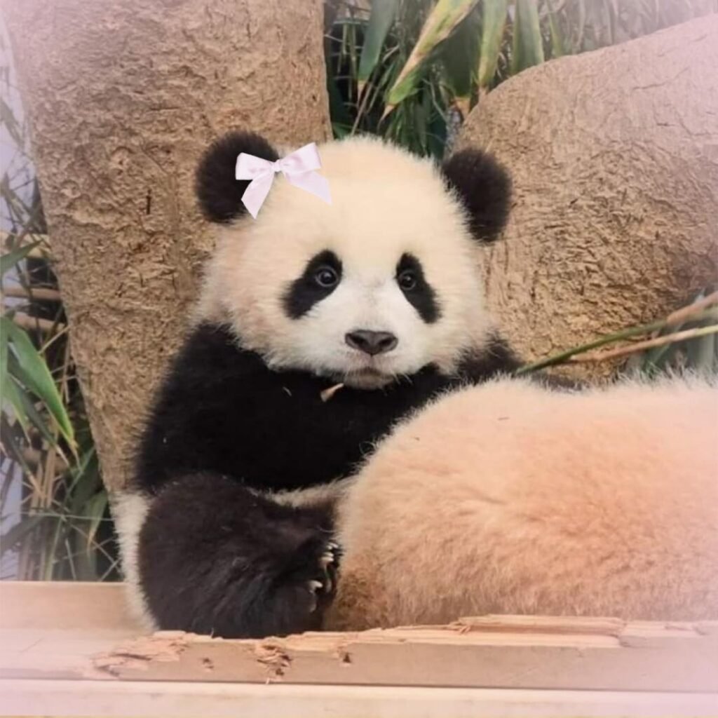 Baby panda profile picture