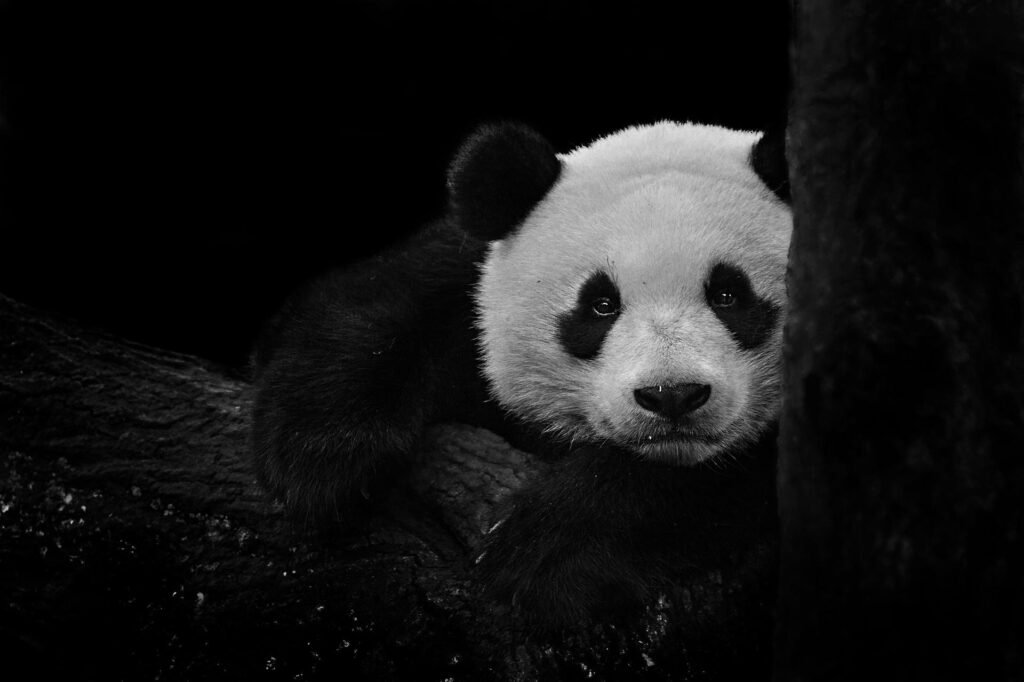 Black panda aesthetic profile picture