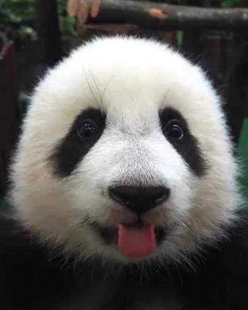 Panda WhatsApp display picture