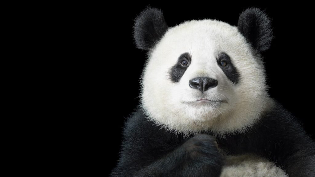 HD panda profile picture