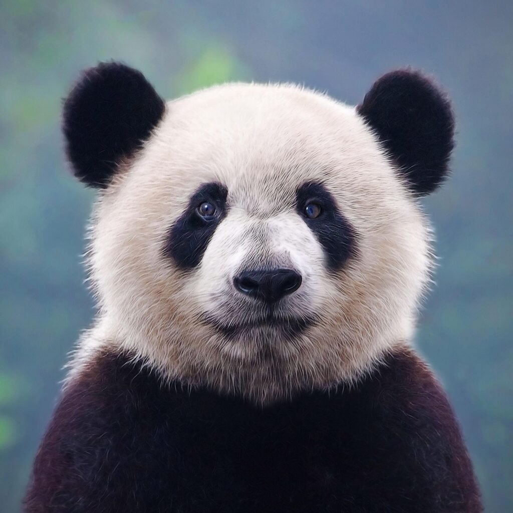 HD panda profile picture