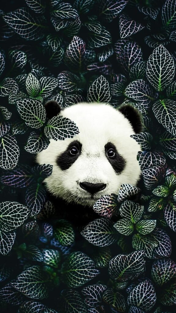 Panda wallpaper profile picture